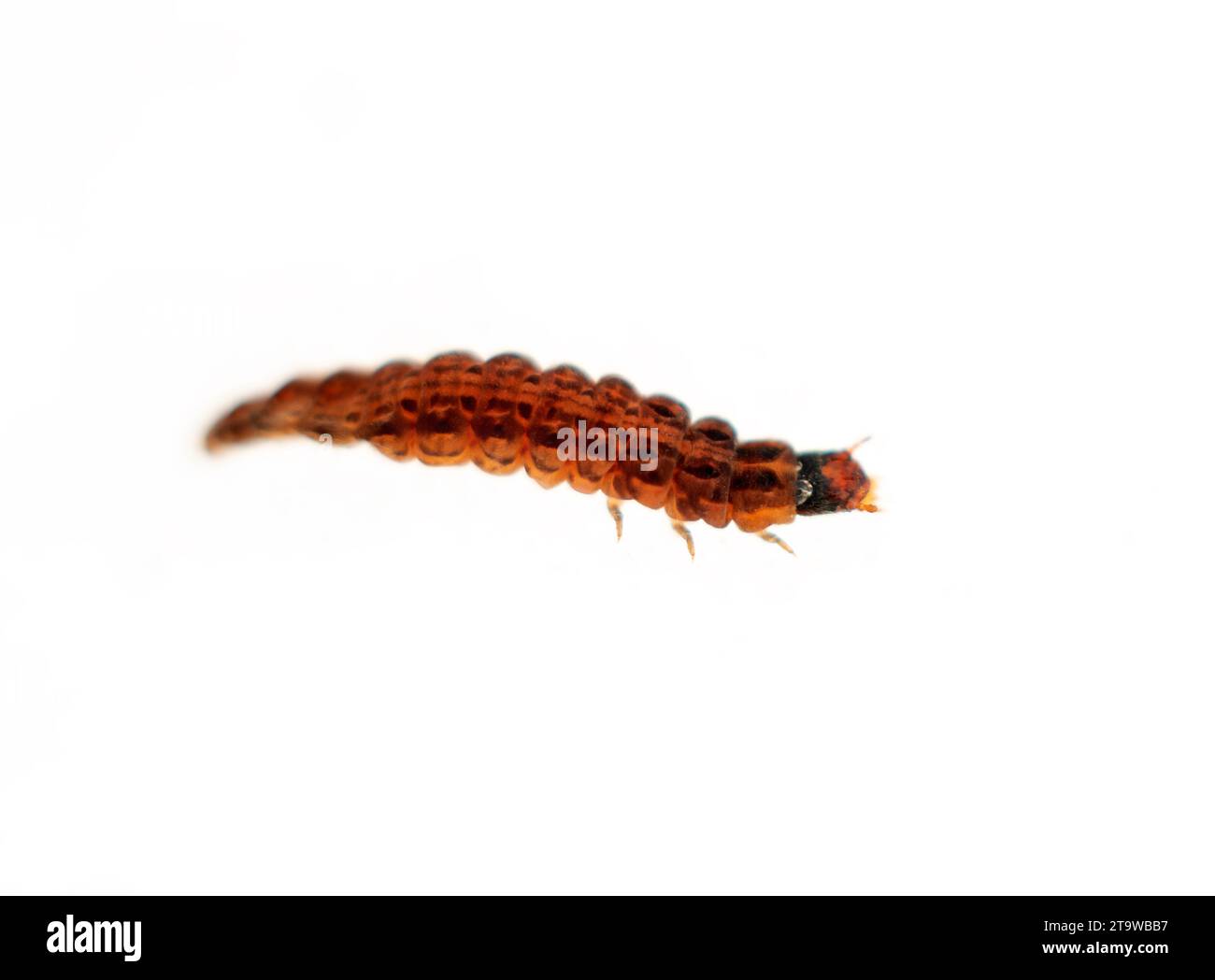 Insectes hivernaux. Larves de coléoptères ailés (Cantharis sp.) (soi-disant «vers des neiges» comme il s'enfouit dans la neige pendant un dégel bien qu'à sang froid Banque D'Images