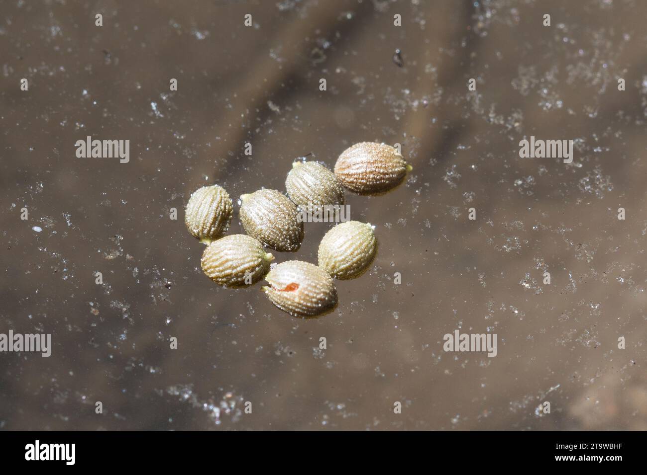 Seerose, Samen schwimmen auf der Wasseroberfläche, Weiße Seerose, Nymphaea alba, White Water Lily, European White Waterlily, Lotus blanc, Nenuphar, UE Banque D'Images