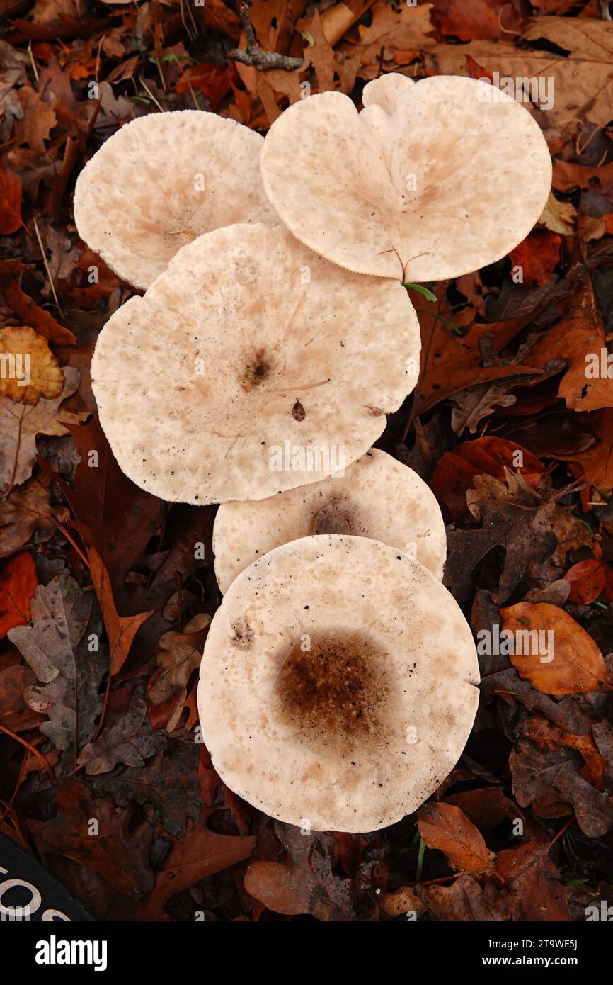 Gros plan naturel sur une troupe de champignons de couleur pâle, de la