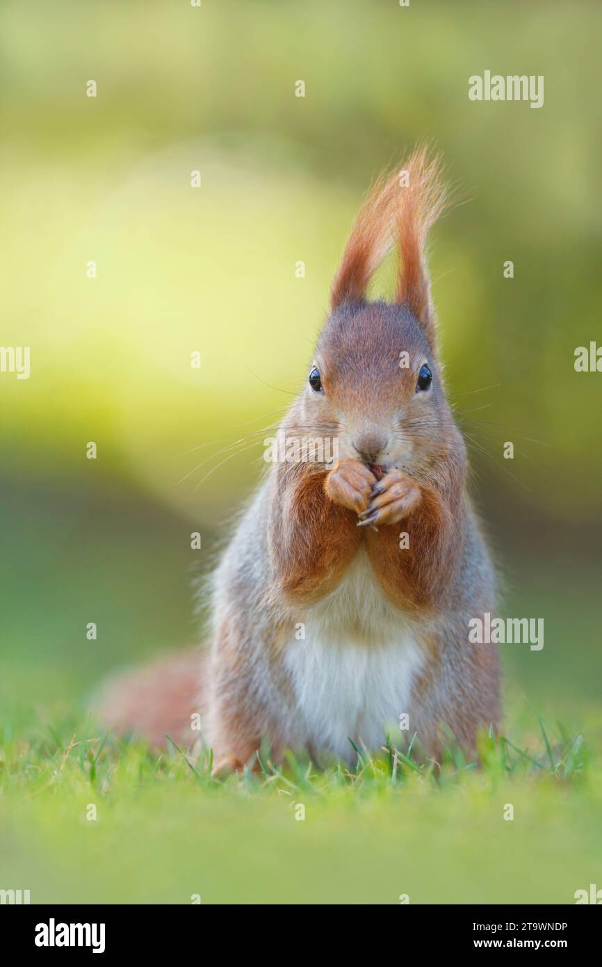 Nourrir l'écureuil rouge (Sciurus vulgaris) en Allemagne Banque D'Images