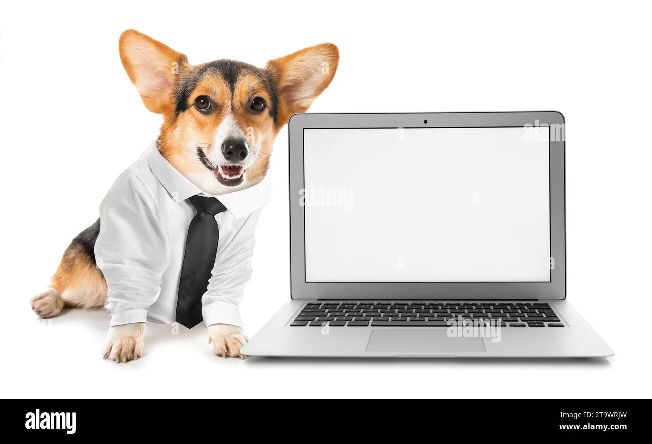 Mignon chien corgi dans des vêtements formels et ordinateur portable moderne sur fond blanc Banque D'Images