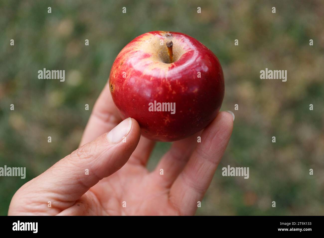 La jeune femme tient la pomme rouge près Banque D'Images