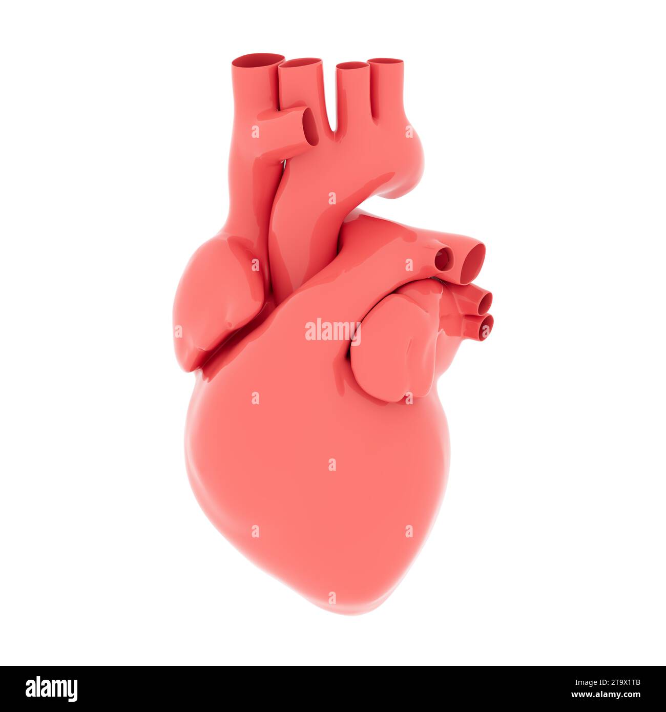 Cœur humain rouge anatomique sur fond blanc. Illustration de rendu 3D. Banque D'Images
