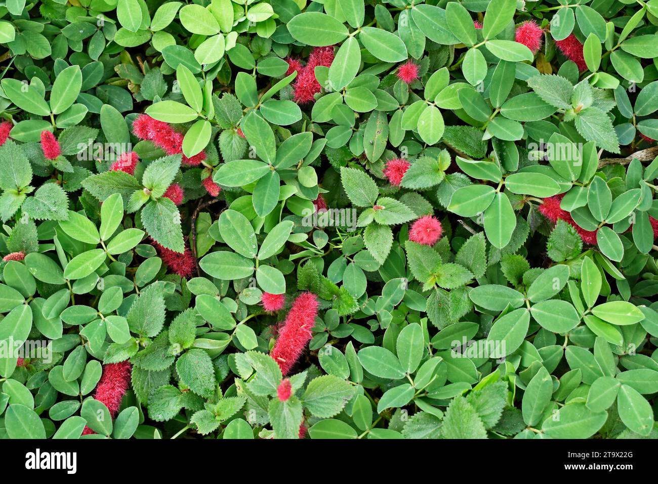 Plante de queue de chat nain et fleurs (Acalypha reptans) sur le jardin à Teresopolis, Rio de Janeiro, Brésil Banque D'Images