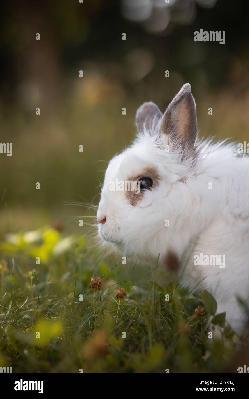Portrait latéral du lapin blanc Lionhead sur une prairie. Profil vertical mignon d'un animal domestique. Adorable animal de compagnie sur l'herbe de jardin. Banque D'Images