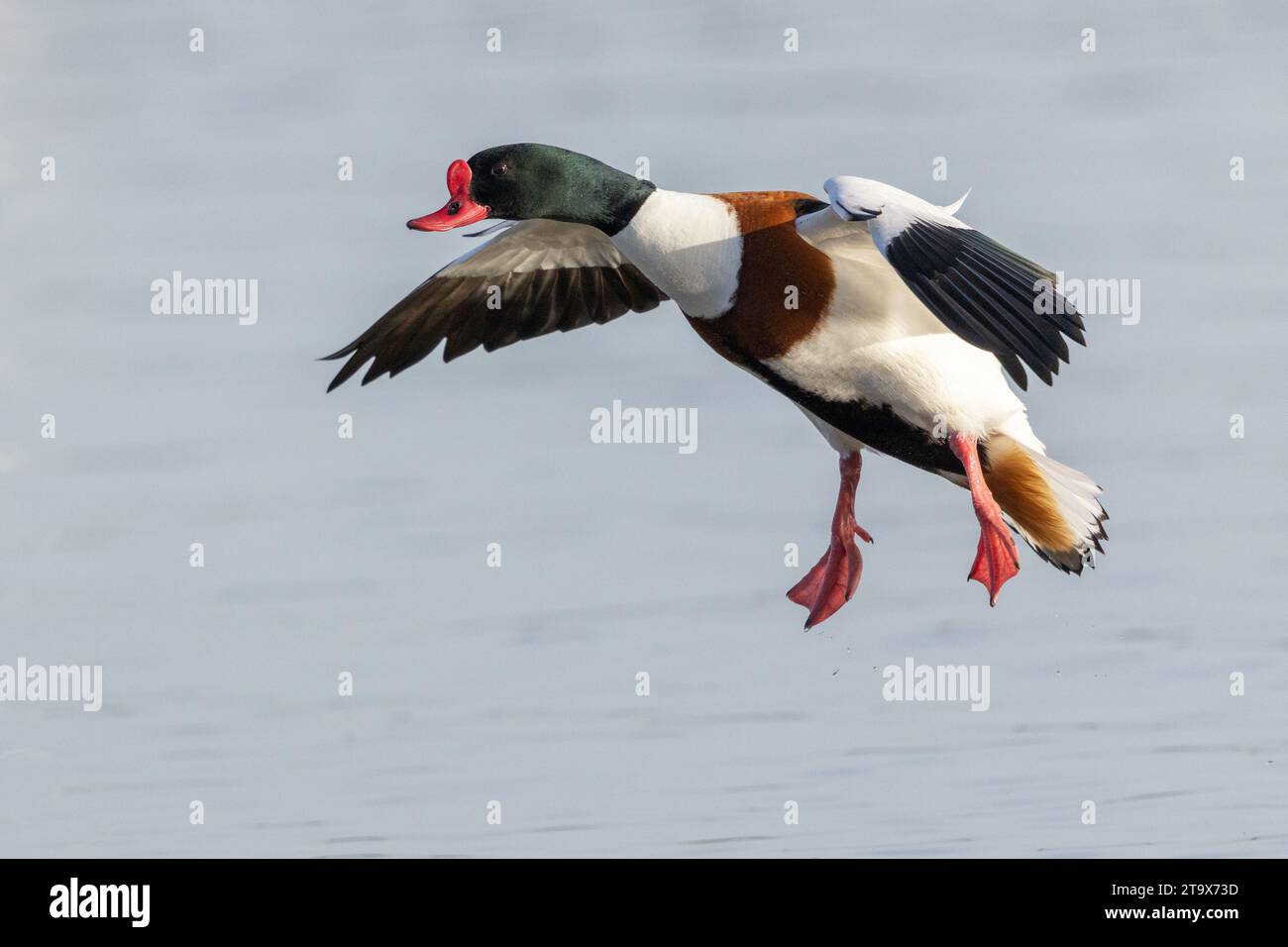 Shelduck, (Tadorna tadorna), mâle adulte, atterrissant sur l'eau, WWT Slimbridge, Gloucestershire, Angleterre, février. Banque D'Images