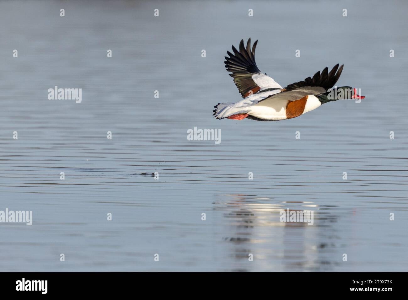 Shelduck, (Tadorna tadorna), mâle adulte, en vol au-dessus de l'eau, WWT Slimbridge, Gloucestershire, Angleterre, février. Banque D'Images