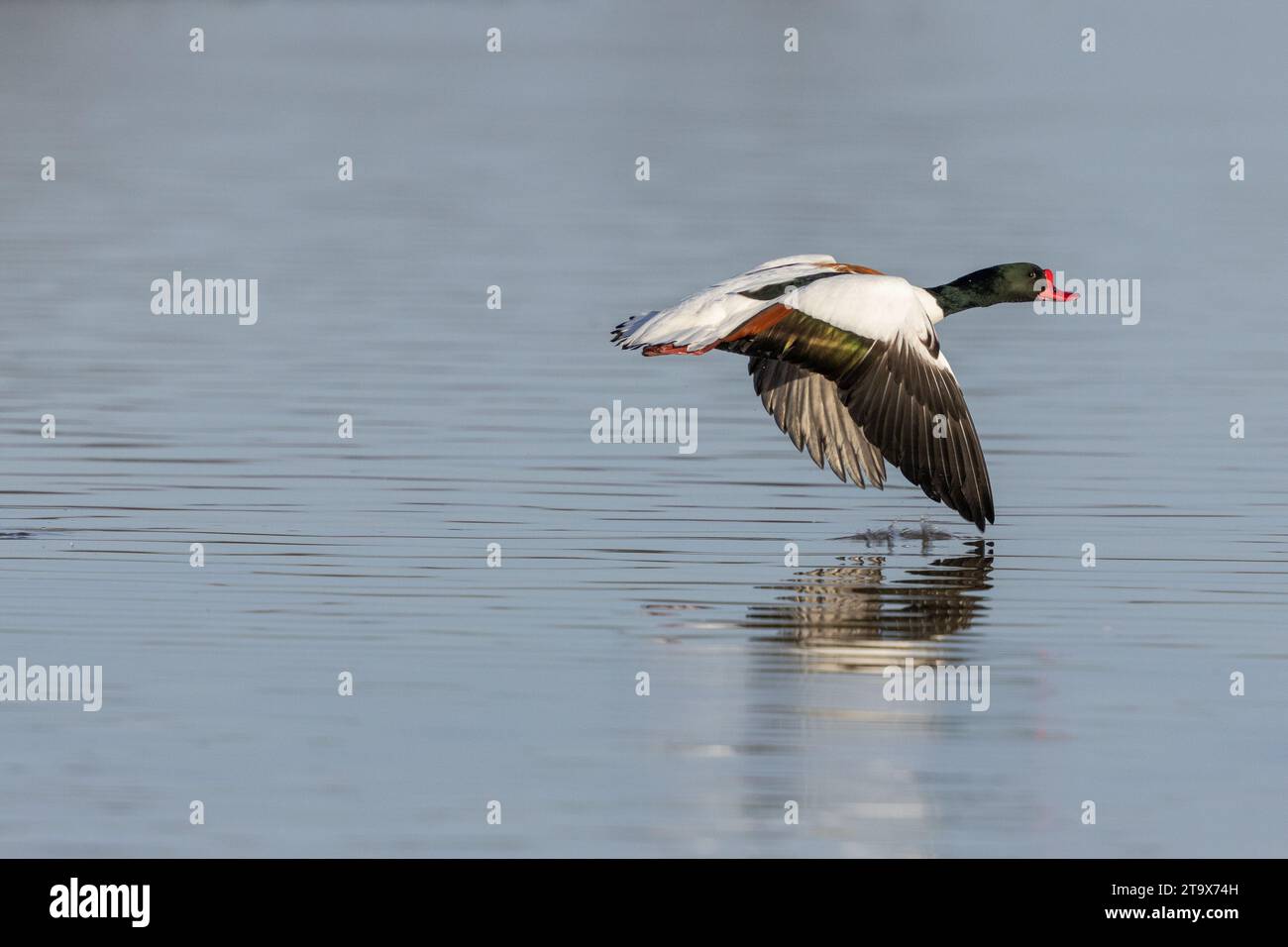 Shelduck, (Tadorna tadorna), mâle adulte, en vol au-dessus de l'eau, WWT Slimbridge, Gloucestershire, Angleterre, février. Banque D'Images