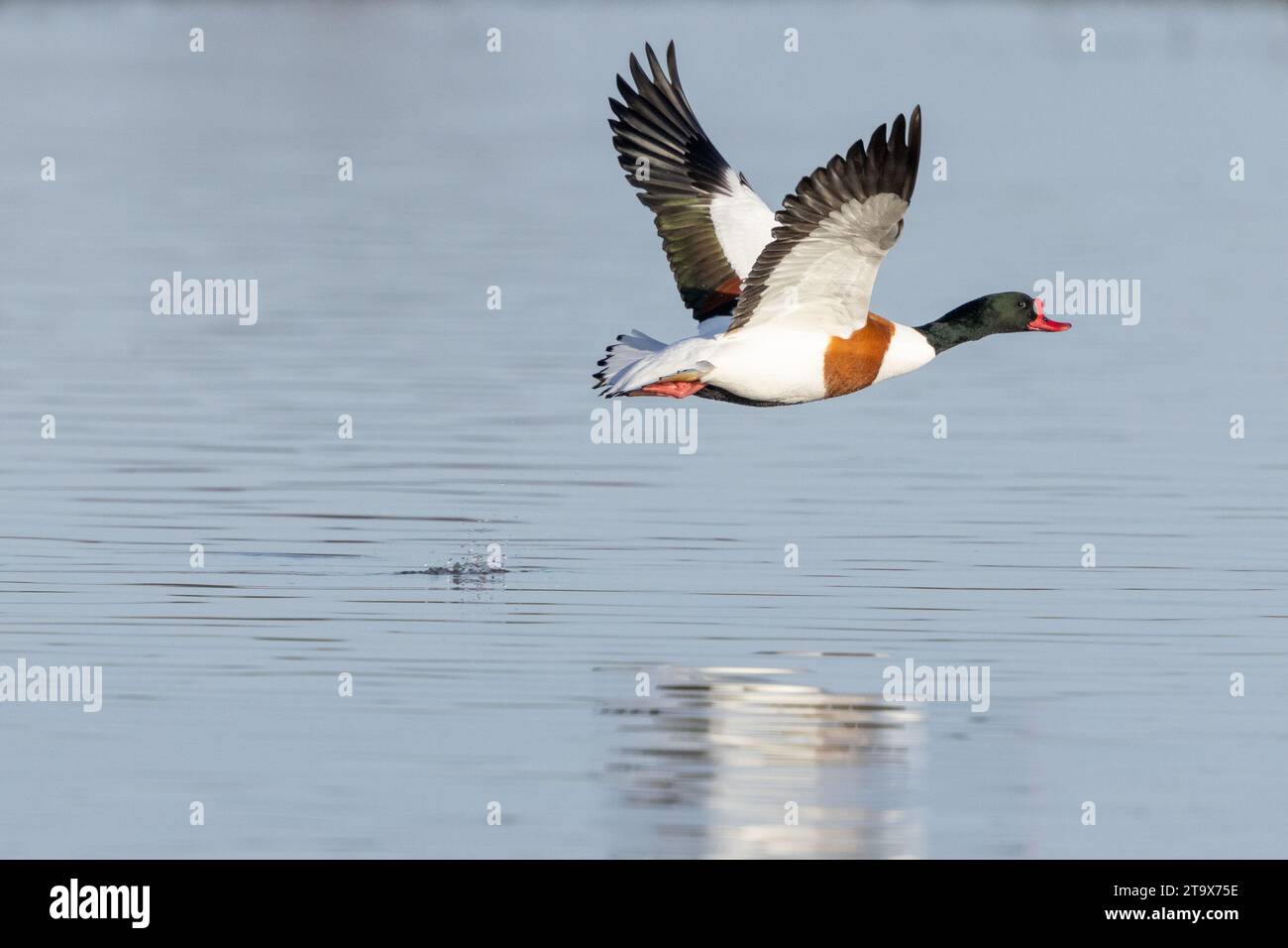 Shelduck, (Tadorna tadorna), mâle adulte, en vol au-dessus de l'eau, WWT Slimbridge, Gloucestershire, Angleterre, février. Banque D'Images
