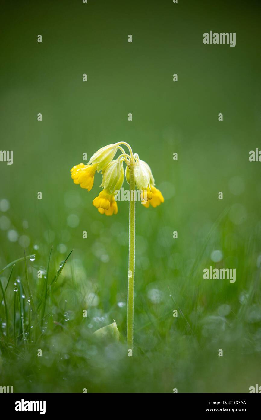 Cousue commune (Primula veris), plante à fleurs, Loxley Church Meadow, Warwickshire, Angleterre. Avril. Banque D'Images