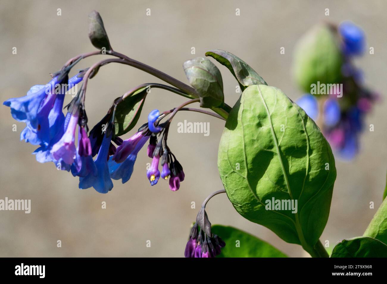 Virginia Bluebell, Mertensia virginica Banque D'Images