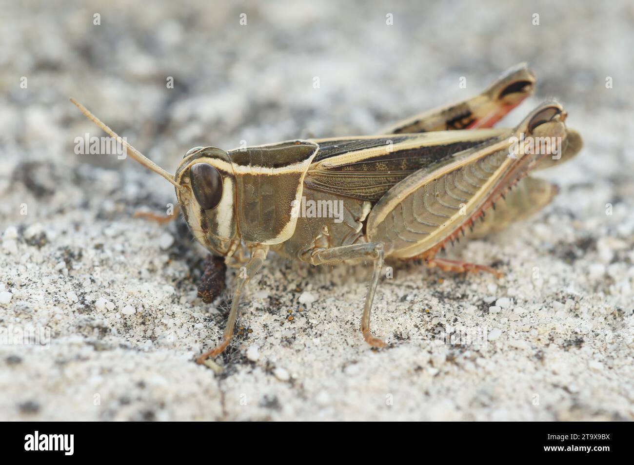 Gros plan naturel sur un acridien italien adulte, Calliptamus italicus, assis sur une pierre, avec des oeufs rouges d'un parasite sur son dos. Banque D'Images