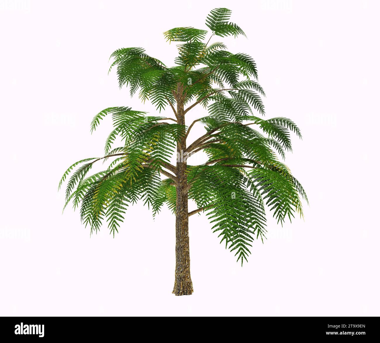 Archaeopteris est l’un des arbres les plus anciens de la Terre, sinon le plus ancien. Comme toute la végétation dévonienne, elle poussait près des eaux. Banque D'Images