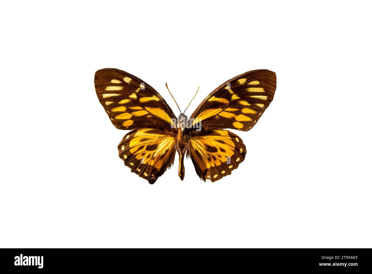 Papilio zageus, papillon Swallowtail avec fond blanc. Banque D'Images