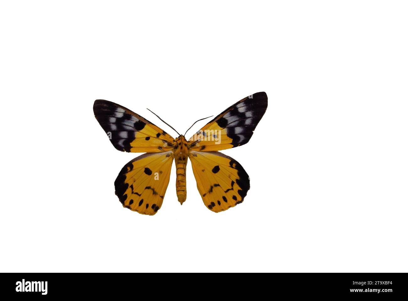 Dysphania militaris avec fond blanc. Banque D'Images