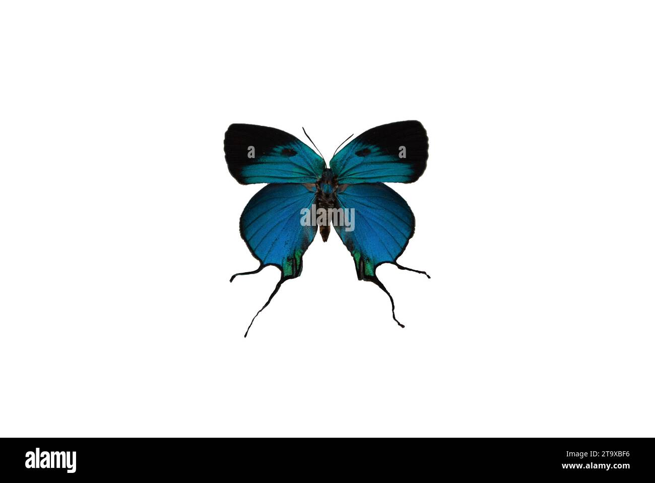 Imperial Arcas est un papillon de la famille des Lycaenidae avec fond blanc. Banque D'Images