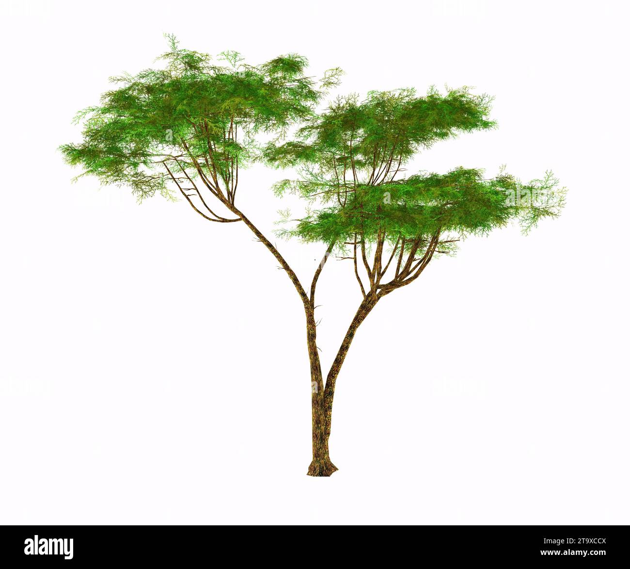 L'épine Umbrella Acacia pousse comme un arbre, un arbuste ou un buisson en Afrique et a des gousses de graines fruitières mangées par la faune. Banque D'Images