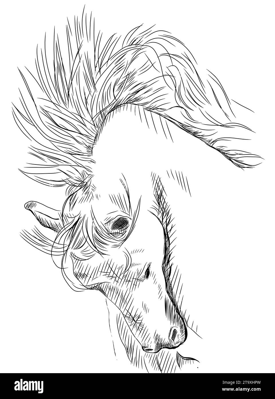 Belle et élégante illustration de ligne de tête de cheval Banque D'Images