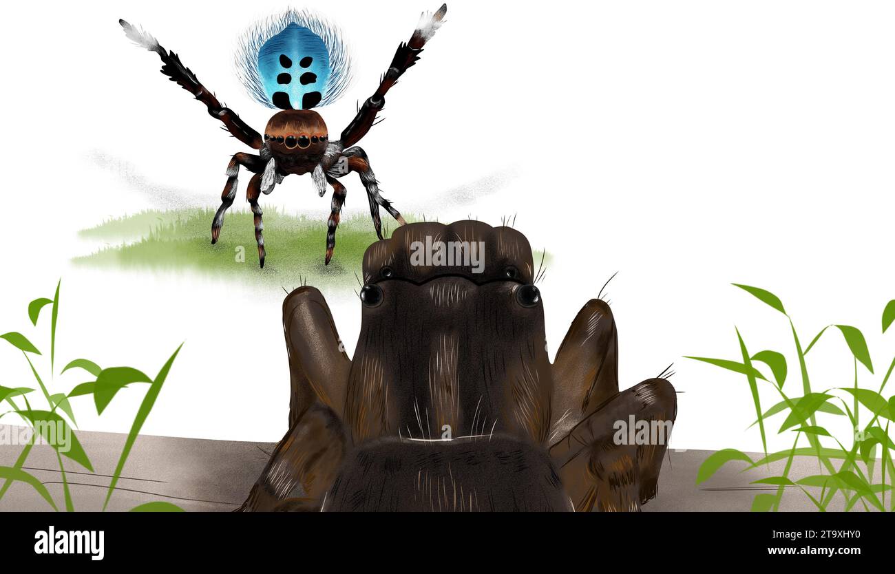 Araignée de paon mâle exécutant une illustration de danse d'accouplement Banque D'Images