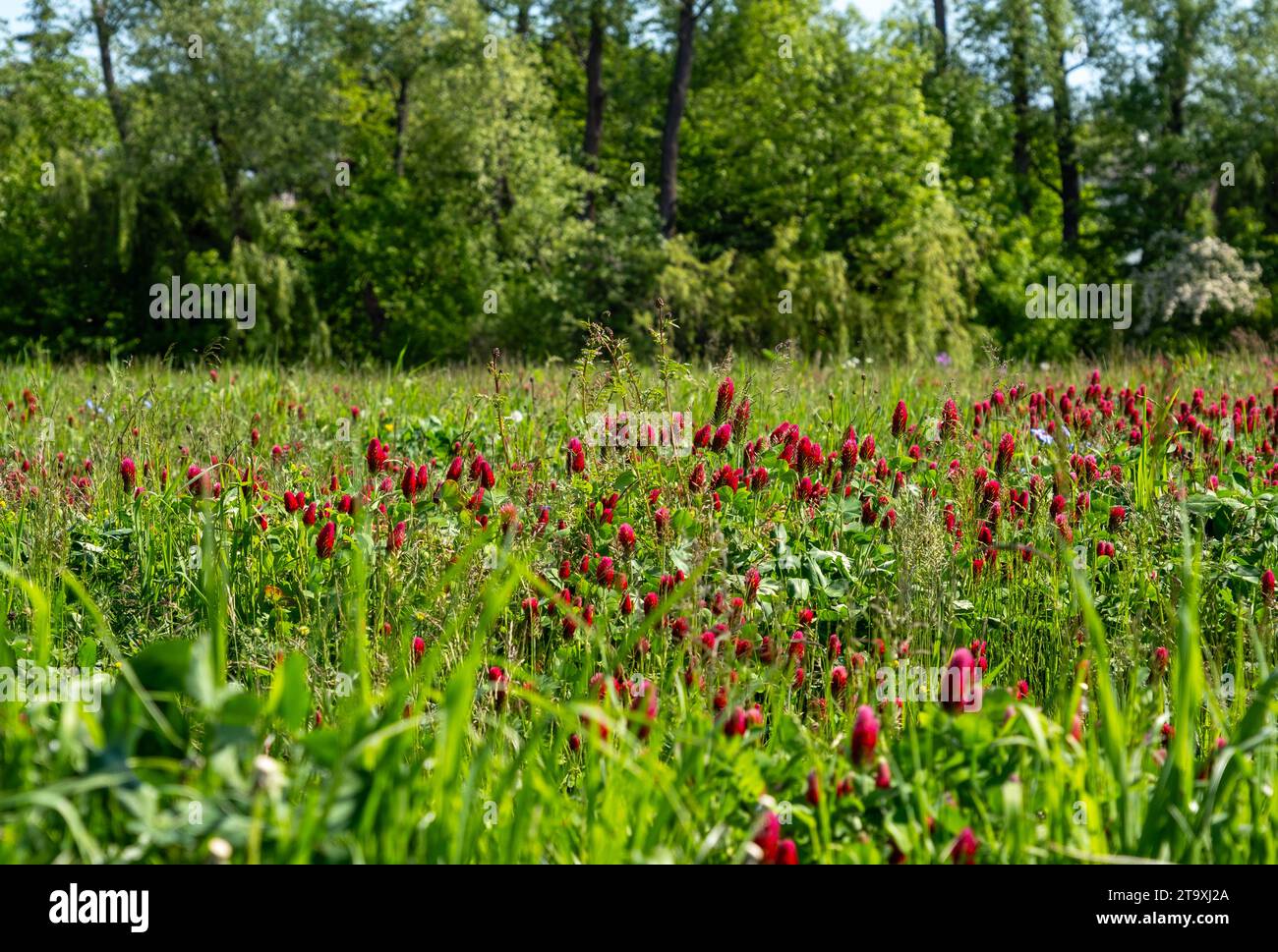 prairie pleine de trèfle cramoisi et de fleurs, prairie fleurie en arrière-plan avec des arbres Banque D'Images