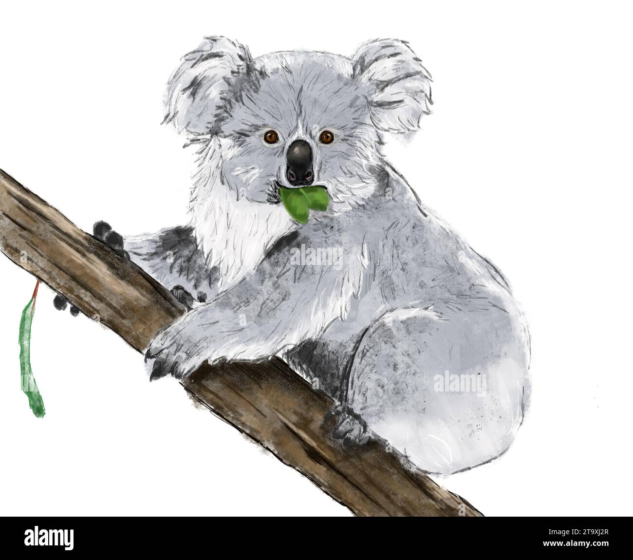 Mignon koala sur l'arbre mangeant une illustration de feuille Banque D'Images
