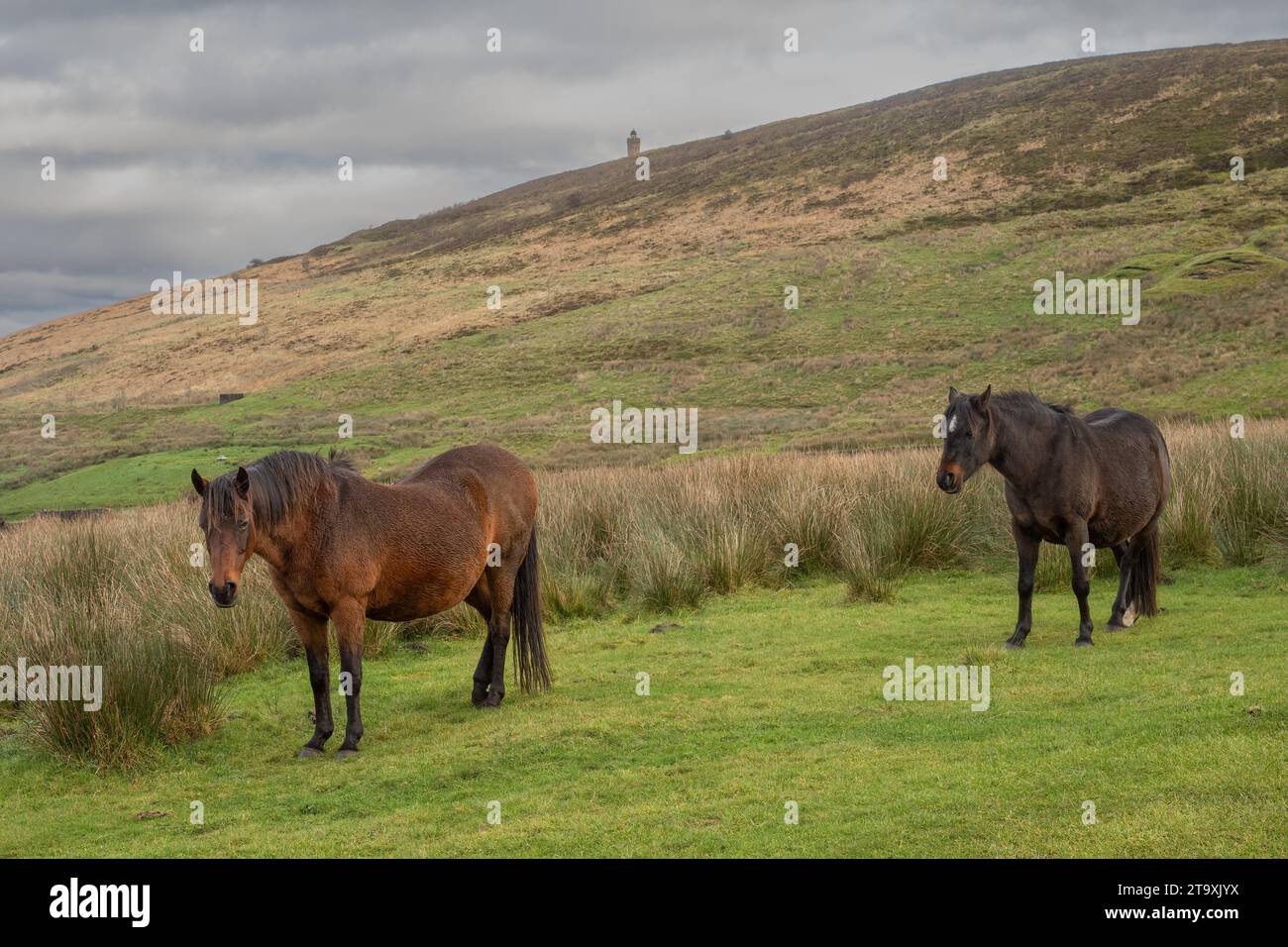 21.11.23 Darwen, Lancashire, Moorland Ponies à Tockholes en dessous de la tour Darwen dans les landes pennine ouest du Lancashire Banque D'Images