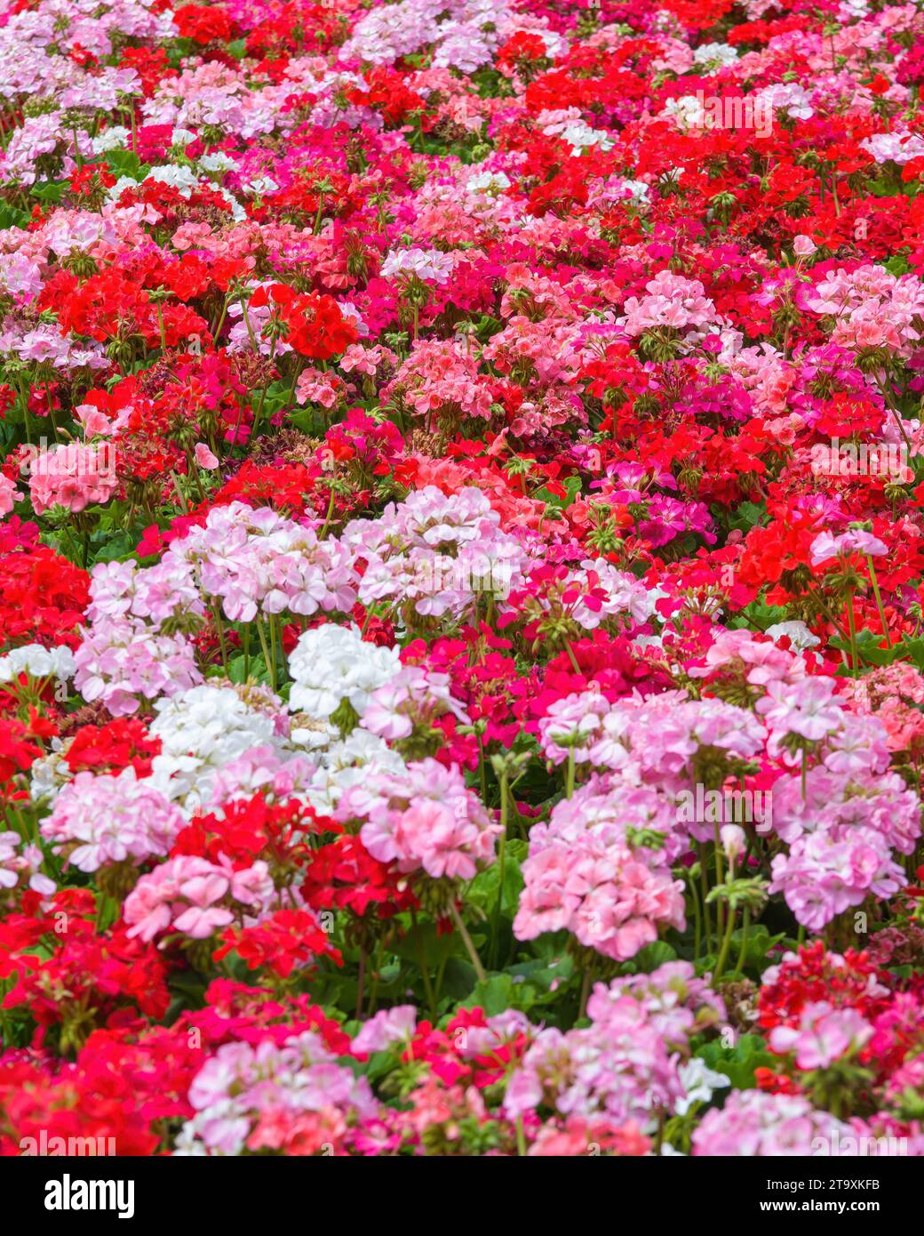géraniums rouge et rose pour une belle image de fond floral Banque D'Images