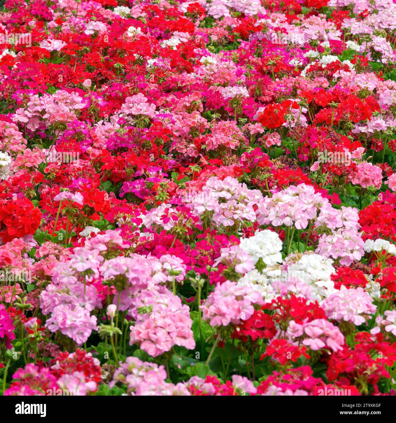 des tas de géraniums rouges et roses pour un beau fond floral Banque D'Images