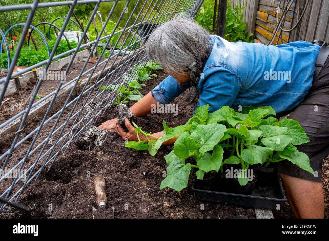 Planter des plants de concombre contre une grille inclinée pour grimper sur la grille Banque D'Images