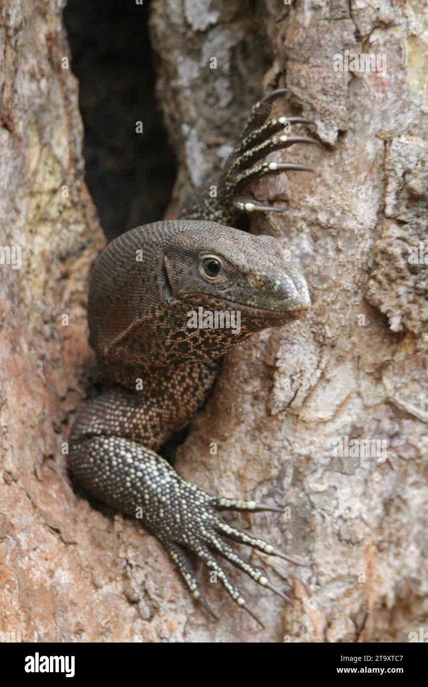 Land Monitor dans le parc national de Wilpattu, Sri Lanka Banque D'Images