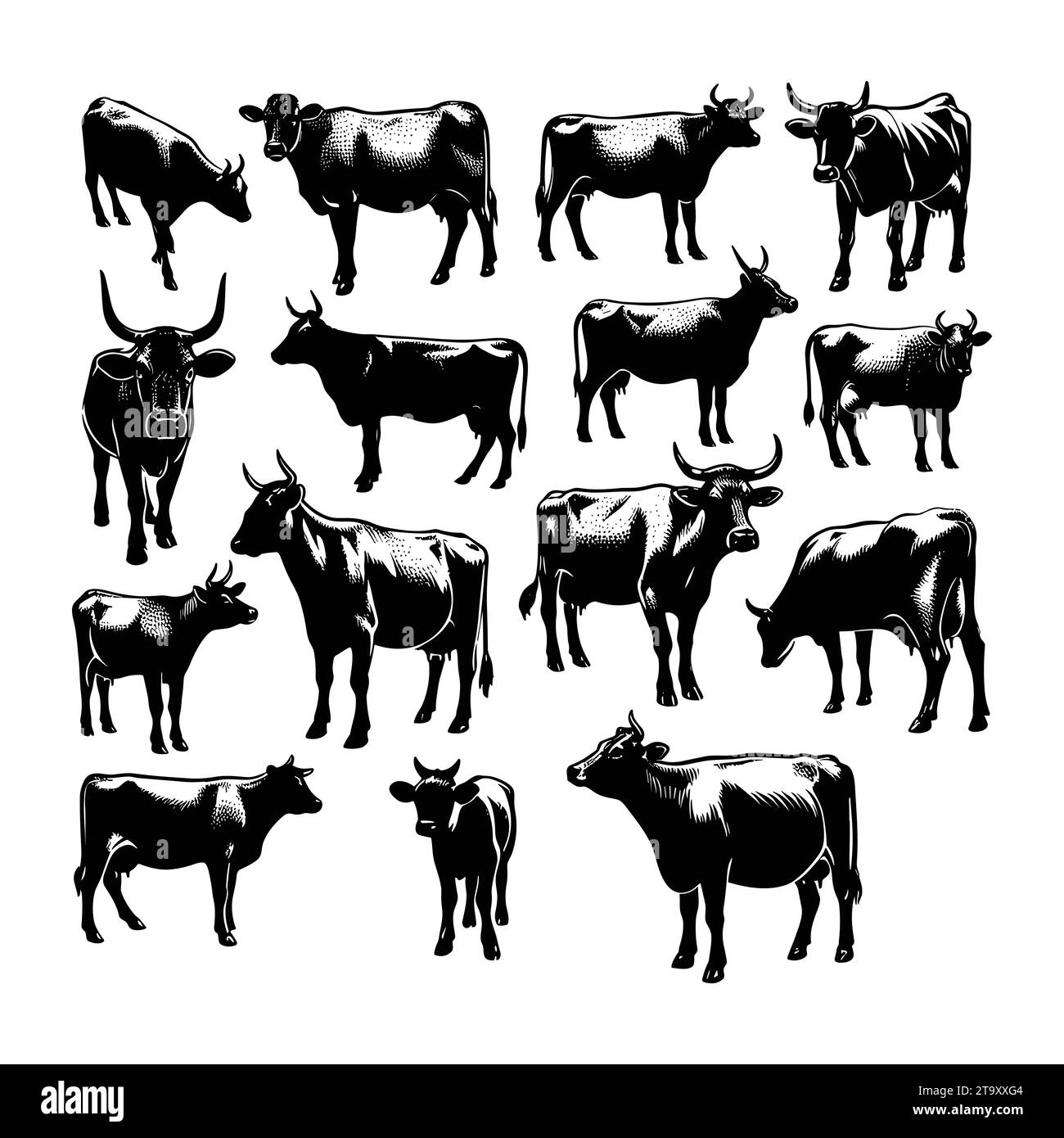 Ensemble de silhouettes de vache isolées sur un fond blanc, illustration vectorielle. Illustration de Vecteur