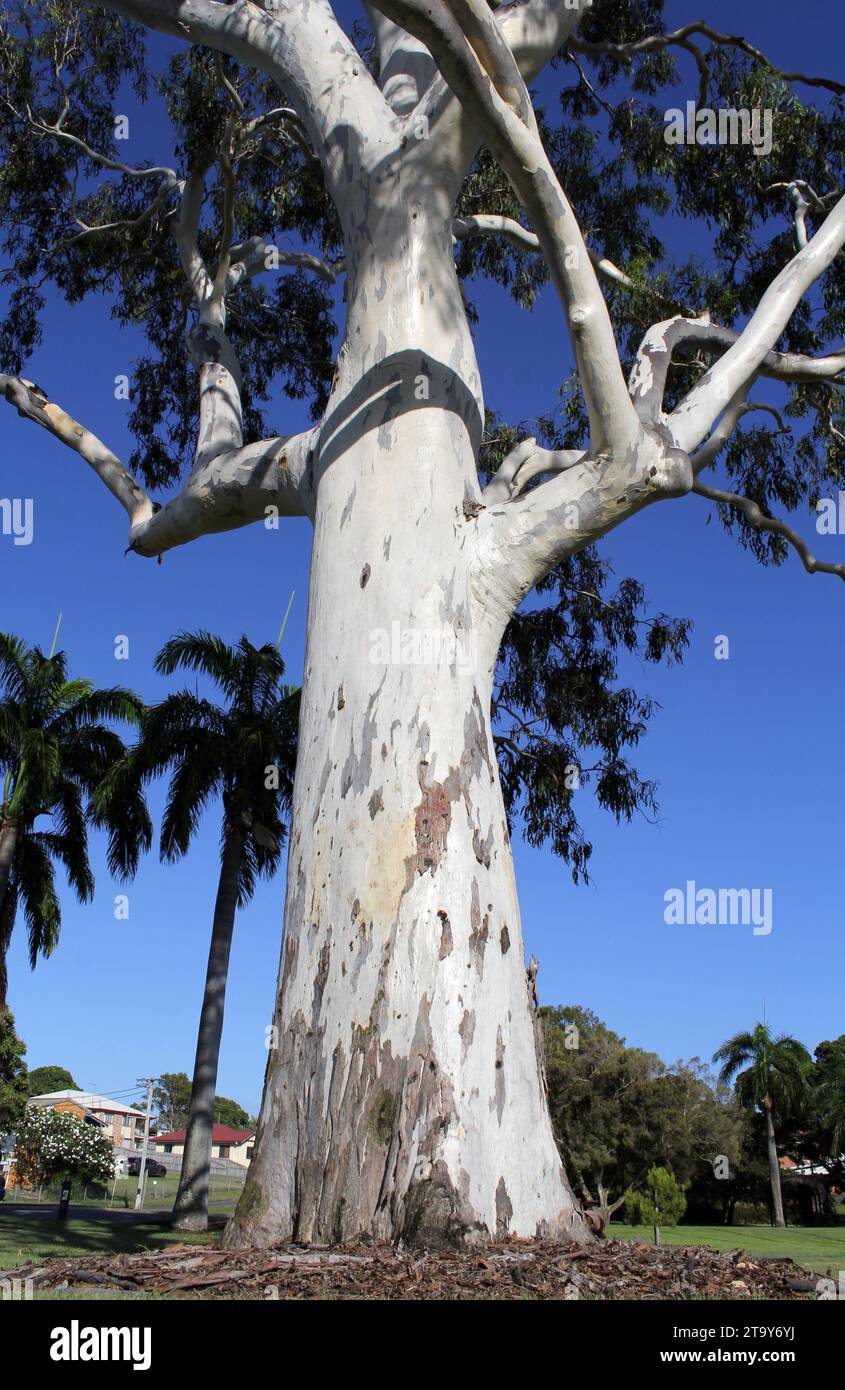 Regardant vers le haut un arbre de gomme d'eucalyptus dans un parc Banque D'Images