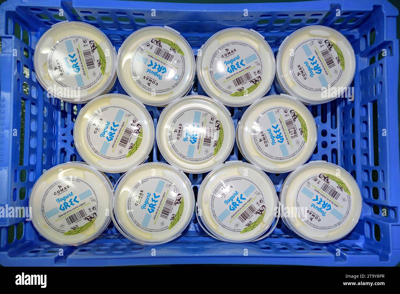 Emballage de divers yaourts dans la salle de travail de la ferme Comas, à Santa Eugènia de Berga (Osona, Barcelone, Catalogne, Espagne) Banque D'Images
