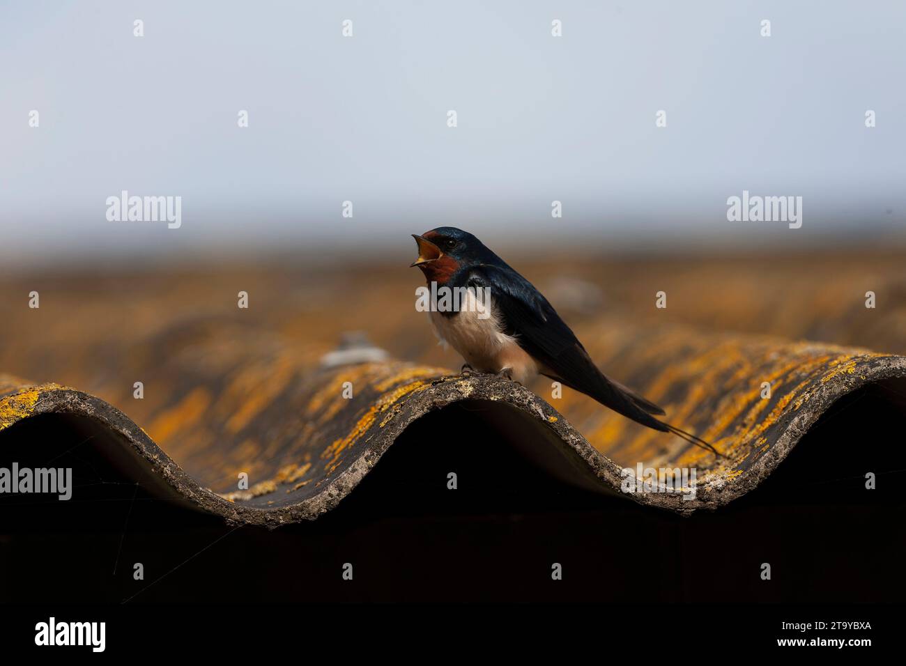 Barn Swallow, Hirundo rustica, aux pays-Bas. Adulte perché sur un toit d'une grange sur Texel. Banque D'Images