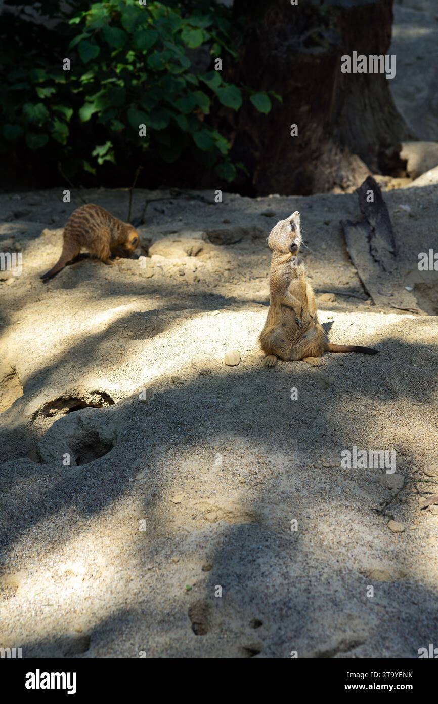 Deux suricates ou suricates recherchent un danger, ils sont en alerte. Banque D'Images