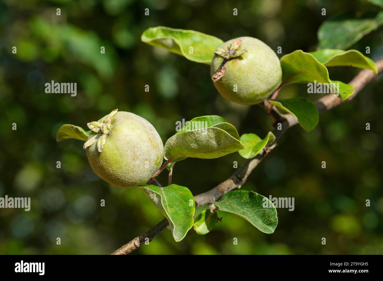 Coing Bereczki, Cydonia oblonga Bereczki, fruit poussant sur l'arbre Banque D'Images