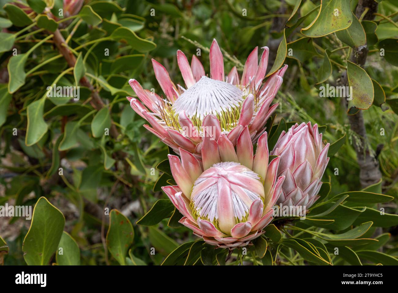 Trois fleurs du roi Protea (Protea cynaroides) à différents stades de développement les unes à côté des autres Banque D'Images