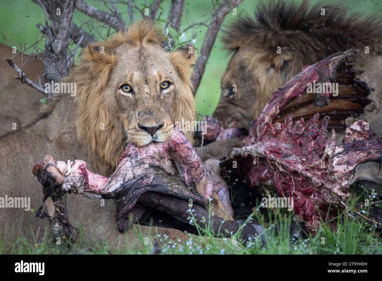 Deux lions mâles (Panthera leo) se nourrissant des restes d'une carcasse de buffle gorgée avec beaucoup de mouches Banque D'Images