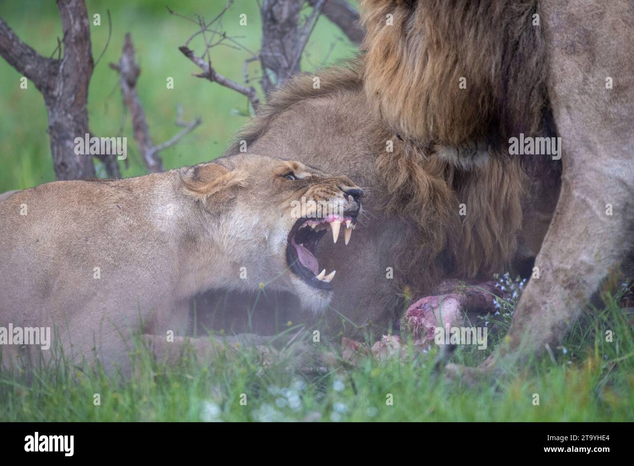 Lionne adulte se battant avec un lion mâle (Panthera leo) sur les restes d'un bison tué Banque D'Images