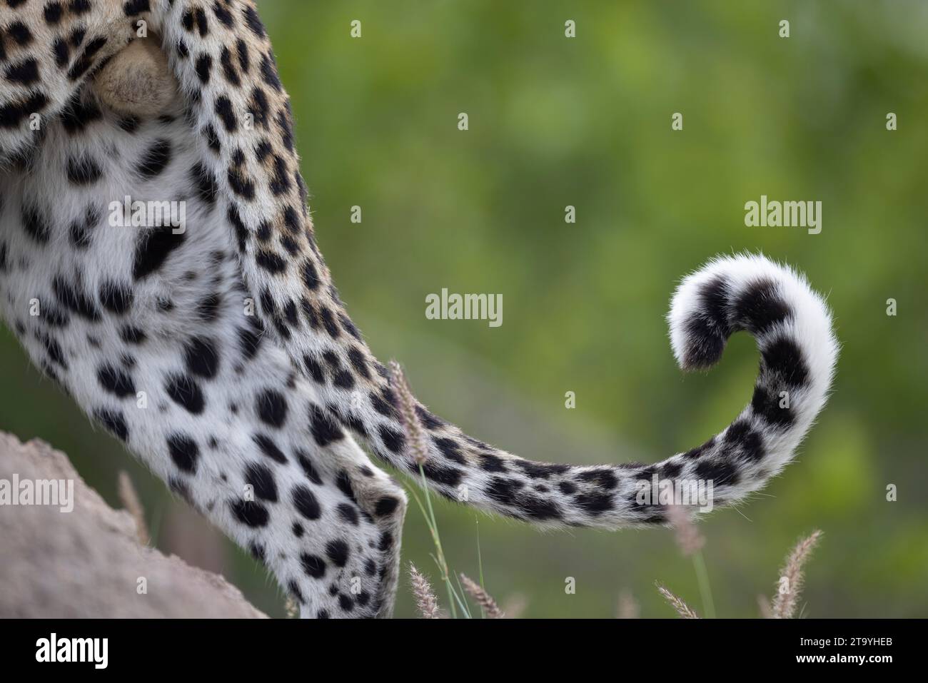 Pointe recourbée d'un léopard mâle sur un fond vert Banque D'Images