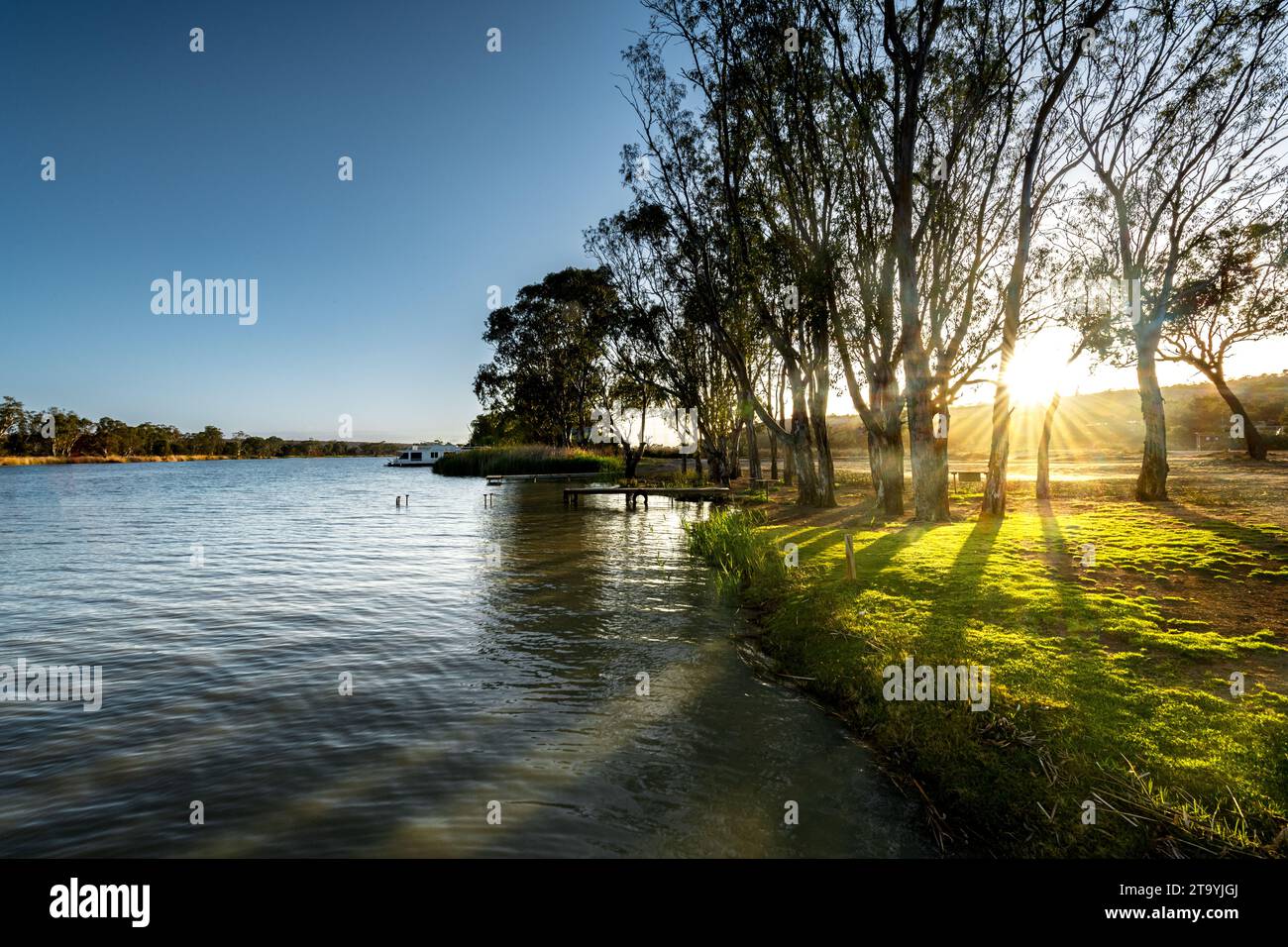 Gommiers sur la rive de Murray River en Australie méridionale. Banque D'Images
