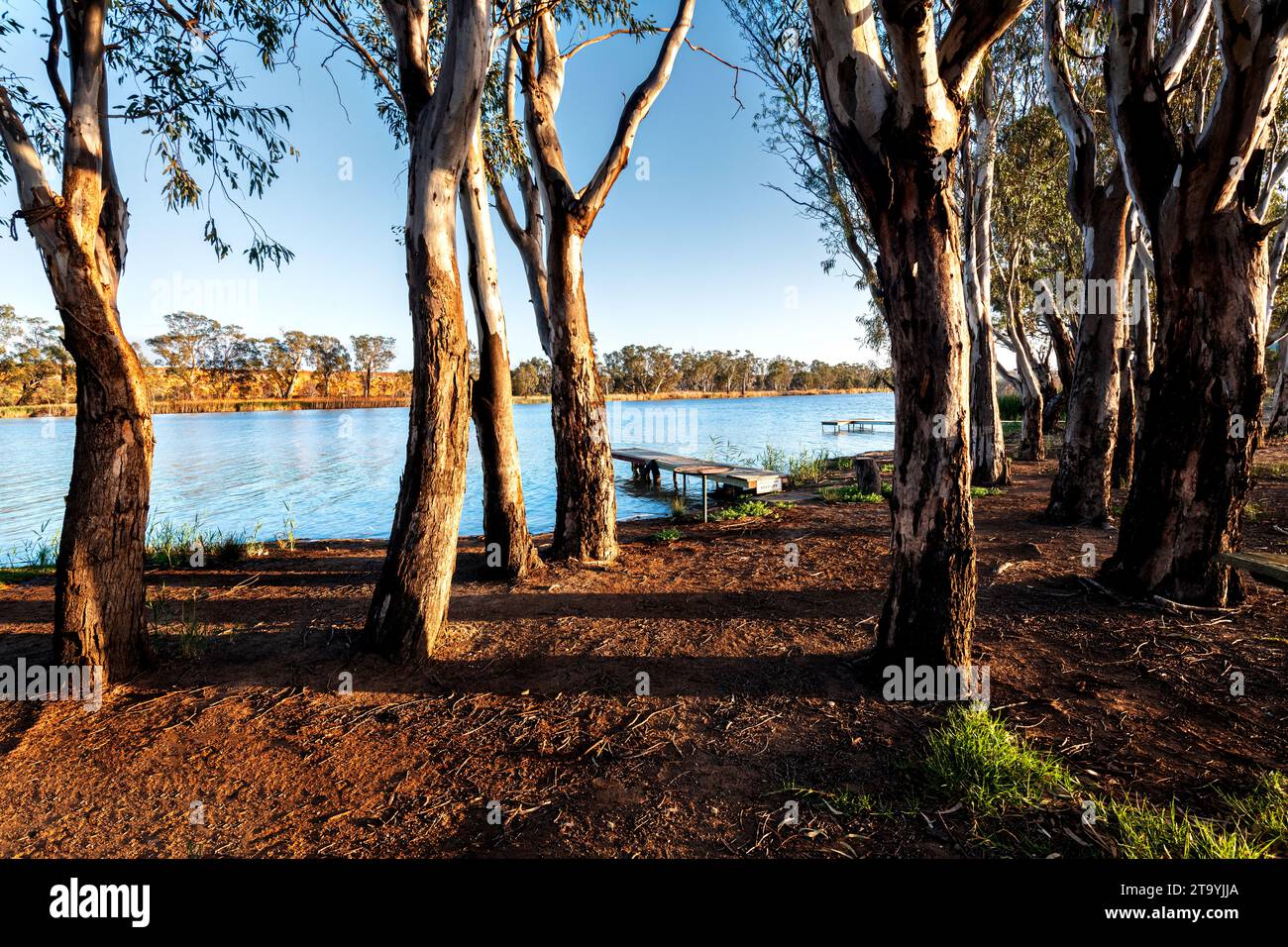 Gommiers sur la rive de Murray River en Australie méridionale. Banque D'Images