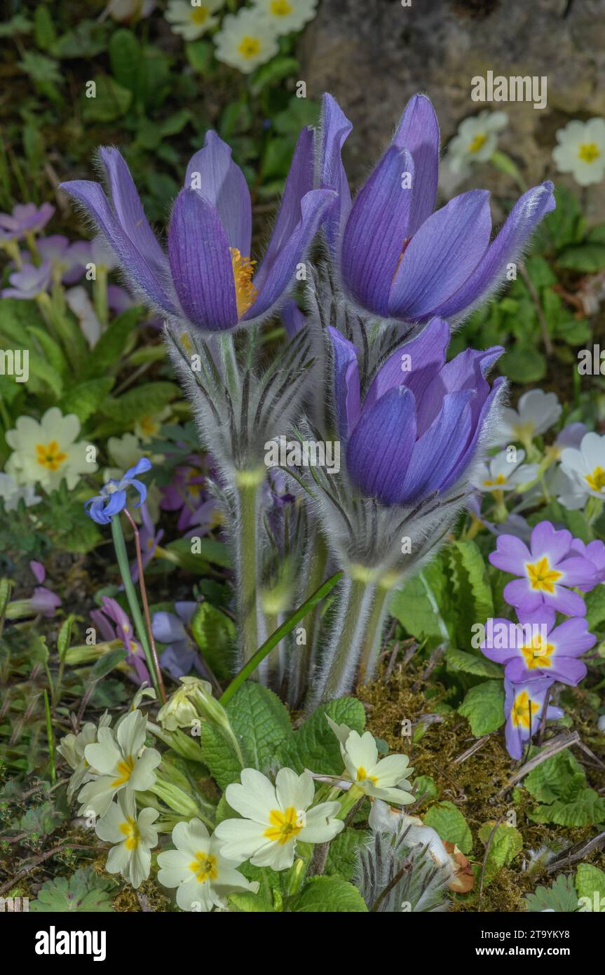 Fleur de Pasque, Pulsatilla vulgaris, avec des primevres, en parterre de fleurs printanière. Banque D'Images