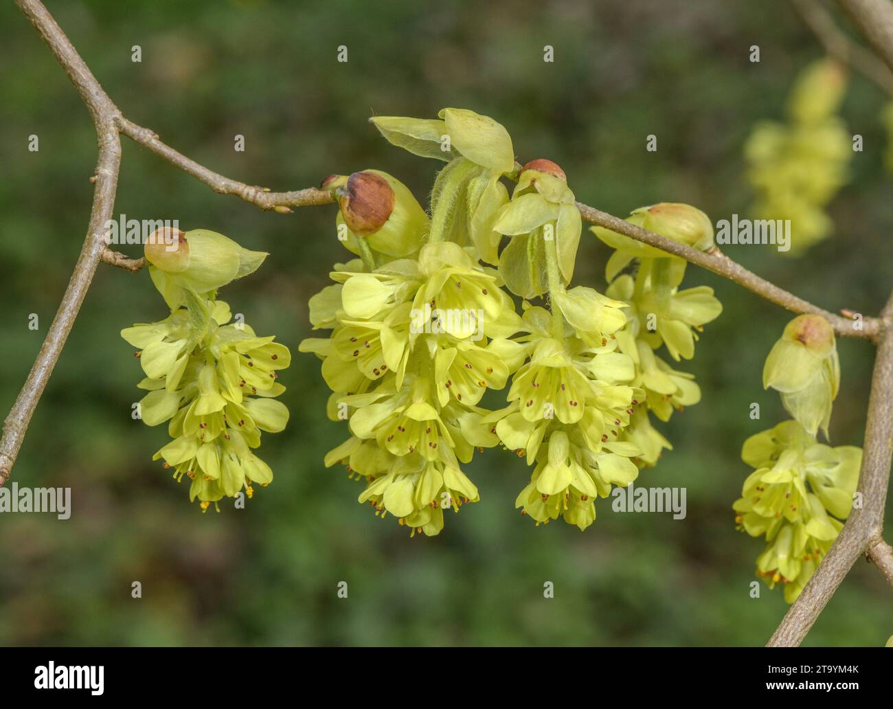 Noisette d'hiver à pointes, Corylopsis spicata, en fleur à la fin de l'hiver. Banque D'Images