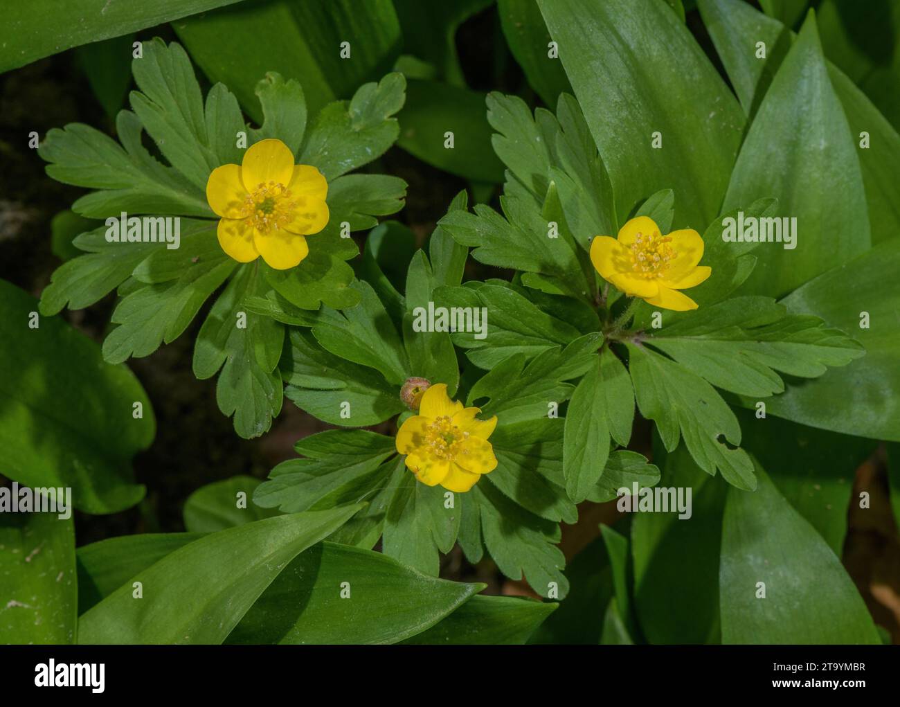 Anémone jaune, Anemonoides ranunculoides, en fleur dans les bois, au printemps. Banque D'Images
