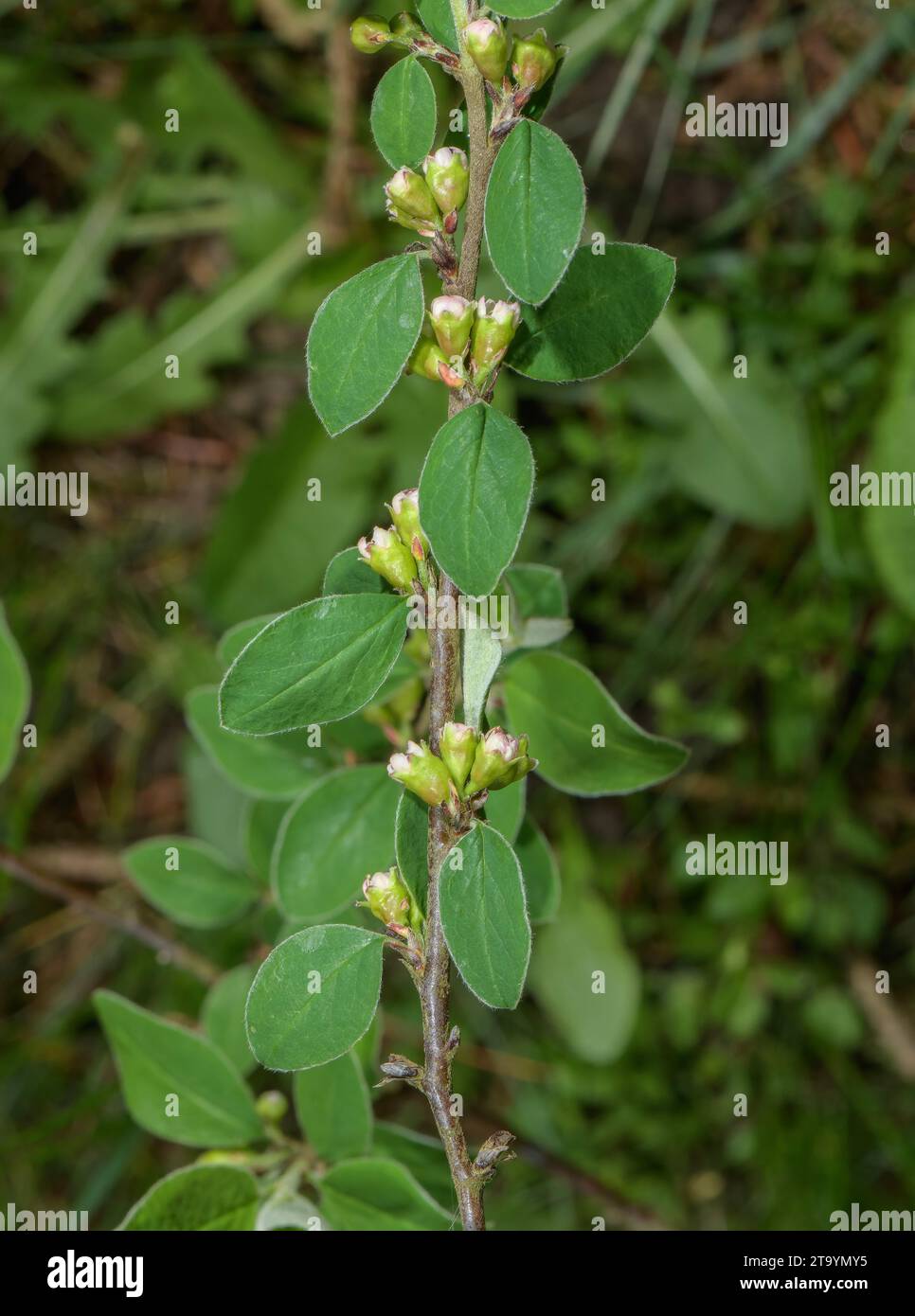 cotoneaster commun, Cotoneaster integerrimus en fleur au printemps. Europe. Banque D'Images