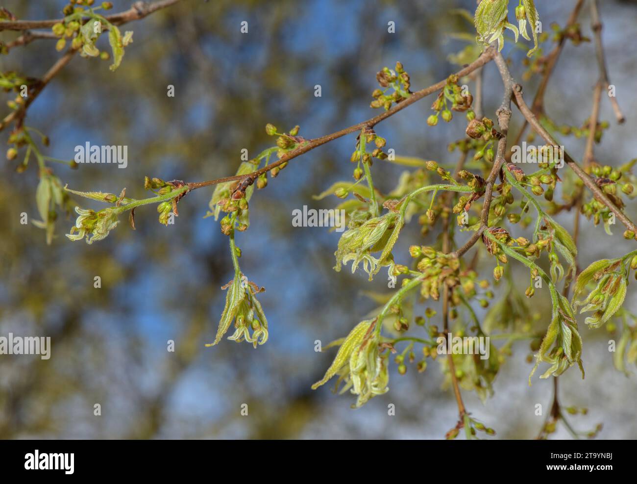 Ortie européenne, Celtis australis, qui vient de fleurir au printemps. Banque D'Images