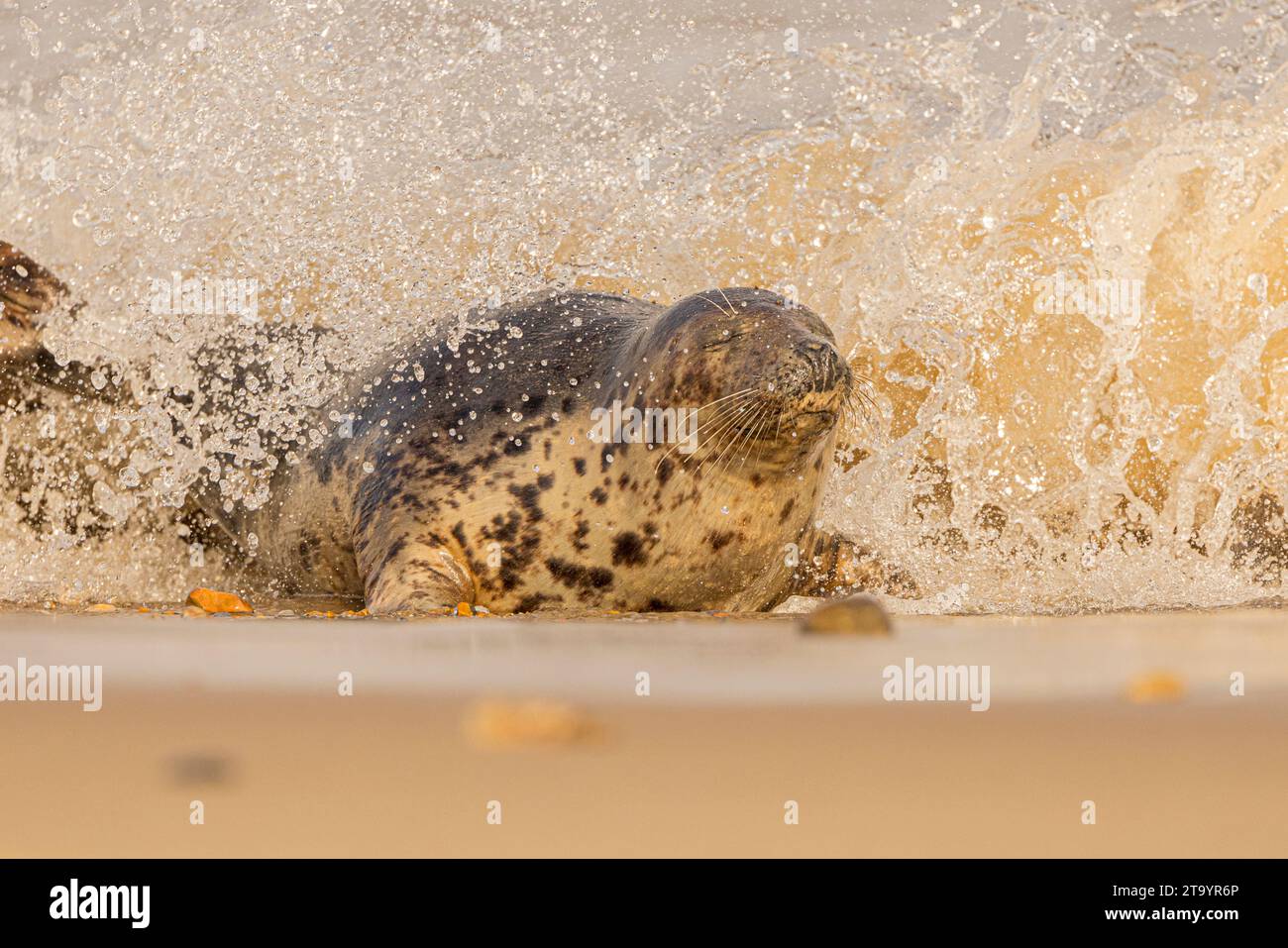 Phoques gris appréciant les éclaboussures d'eau Royaume-Uni DEUX ADORABLES phoques peuvent être vus rire dans la compagnie de l'autre au bord de la mer britannique. Accroché en novembre Banque D'Images