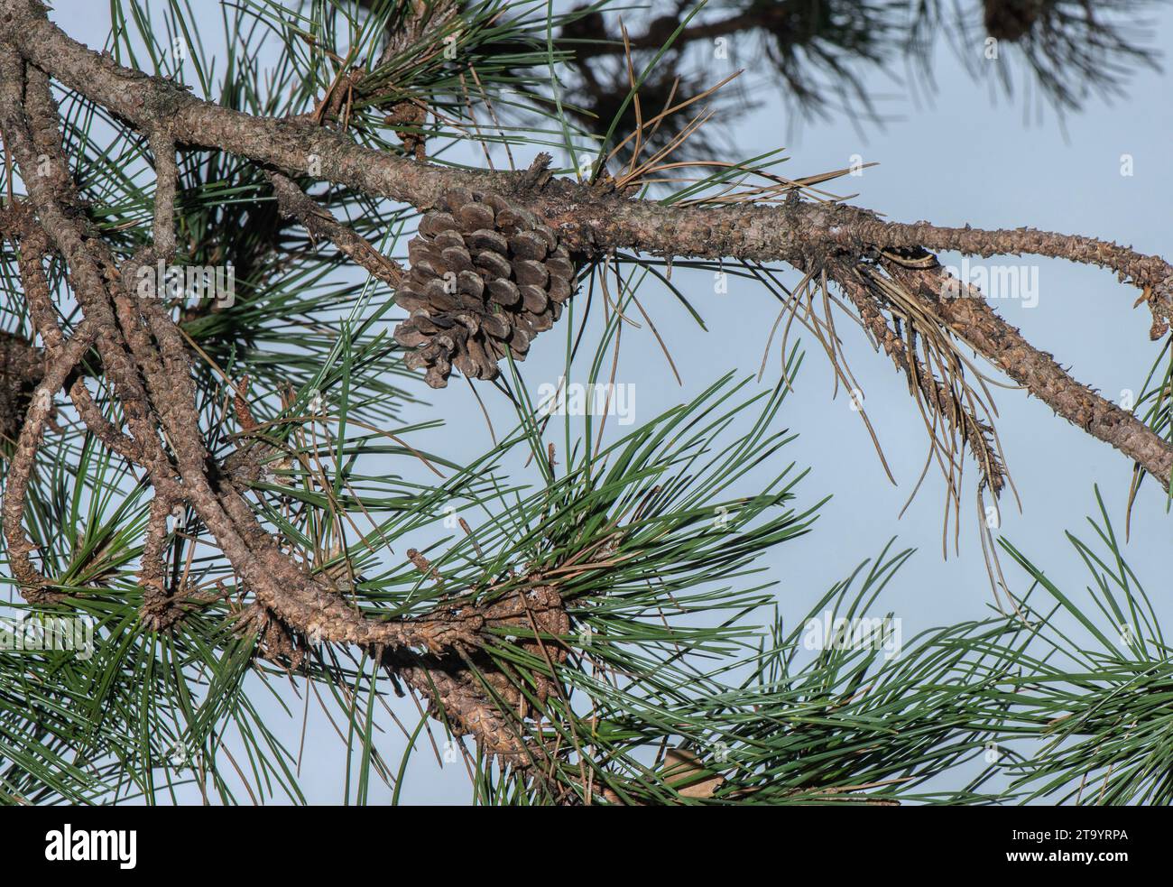 Cônes femelles et feuillage de PIN noir, Pinus nigra ssp. Nigra, Alpes orientales. Banque D'Images