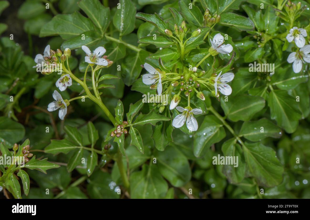 Grand cresson amer, Cardamine amara ssp. amara en fleur par ruisseau de montagne. Banque D'Images